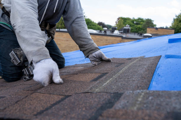 Best Roof Moss and Algae Removal  in New Town, ND